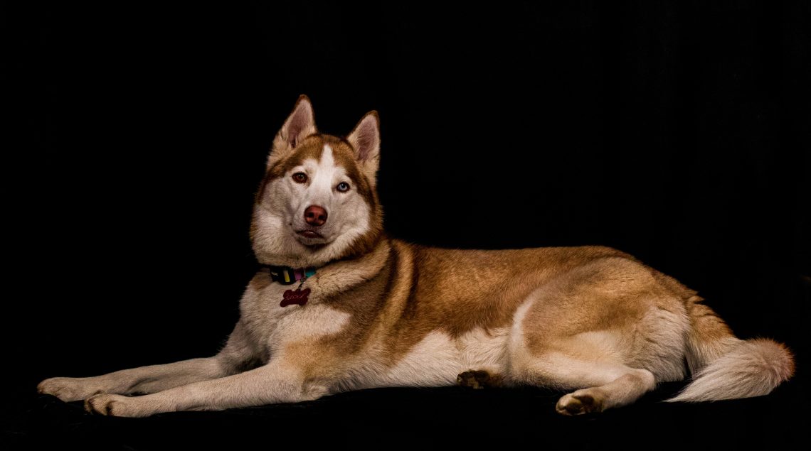 huski echado en estudio fotografico