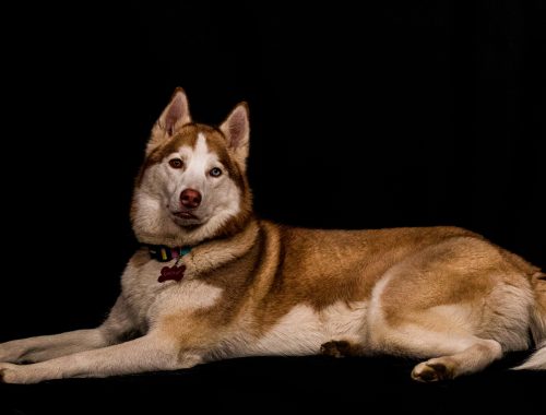 huski echado en estudio fotografico