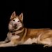 huski echado en estudio fotografico