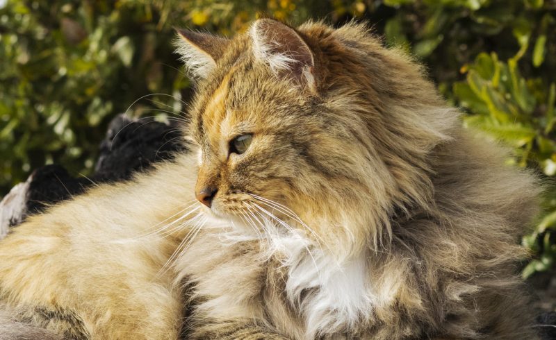 FELINOS