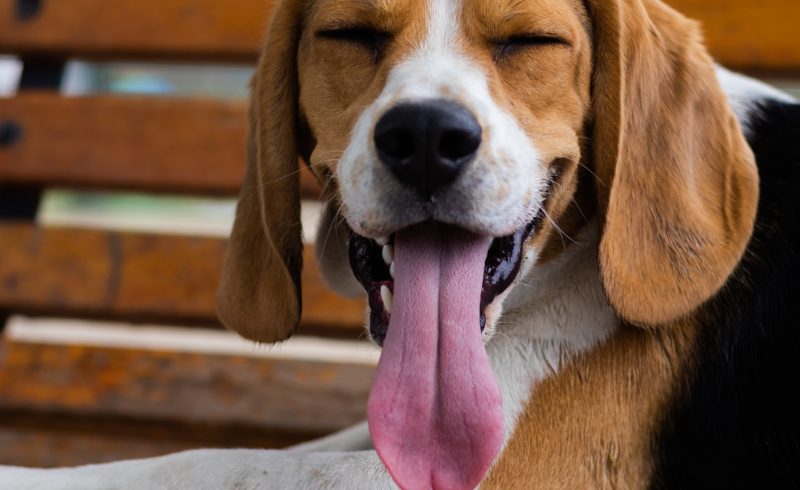 GALERÍA CANINA