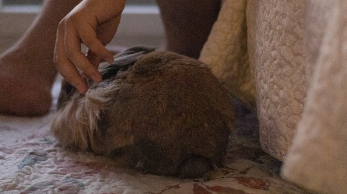 coneja cabeza de leon echada en el suelo junto a su dueño que le hace carino en la cabeza