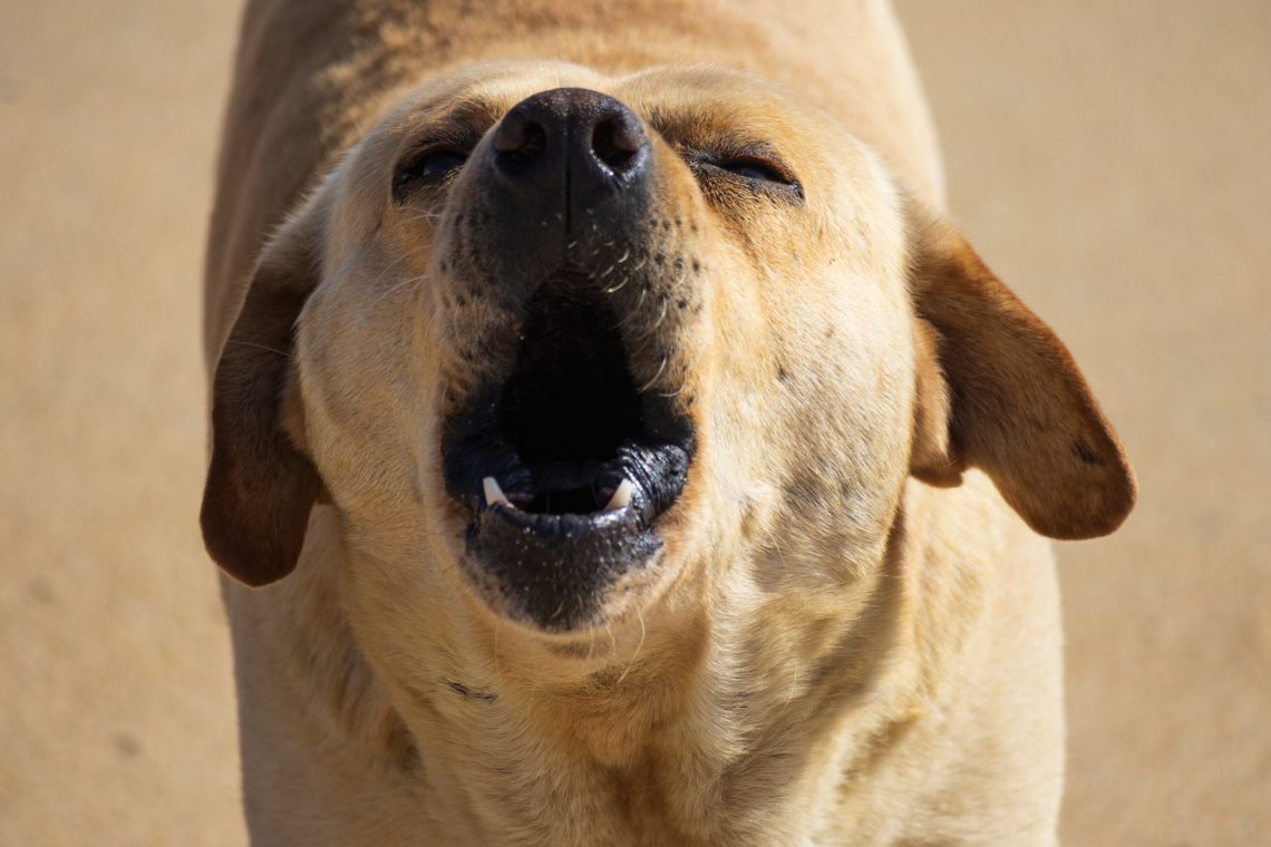 perro callejero ladrando a una persona toma frontal de la cabeza del perro