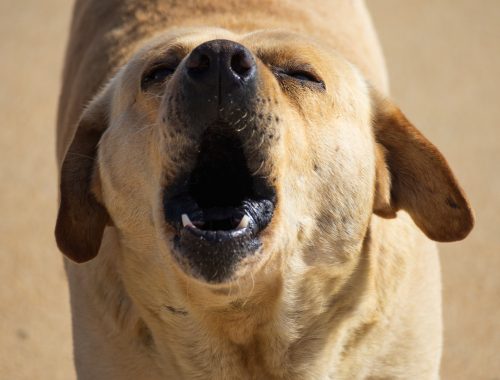 perro callejero ladrando a una persona toma frontal de la cabeza del perro