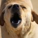 perro callejero ladrando a una persona toma frontal de la cabeza del perro
