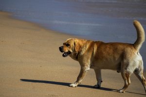 perro callejero caminando a la orilla de la playa