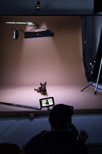 vista frontal de lejos a una toma fotográfica a un perro echado en estudio